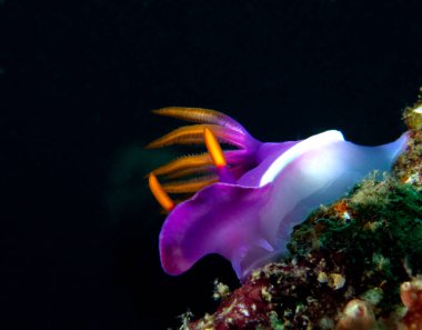 Yumuşak mercanlarda sürünen bir Hypselodoris apolegma çıplaklığı Boracay Filipinleri