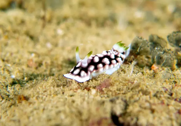 Yumuşak mercan Boracay Adası Filipinlerinde sürünen bir Goniobranchus geometriksi.