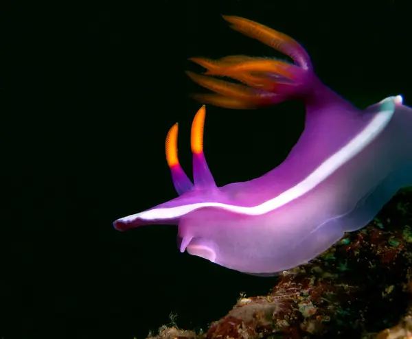 Yumuşak mercanlarda sürünen bir Hypselodoris apolegma çıplaklığı Boracay Filipinleri
