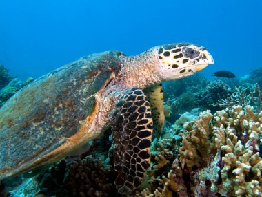 Bir Şahin gagalı kaplumbağa sığ bir Boracay Adası Filipinlerinde yüzüyor.