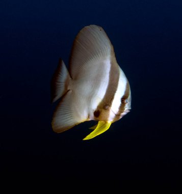 Shaded Batfish also known as Platax pinnatus Boracay Island  Philippines clipart