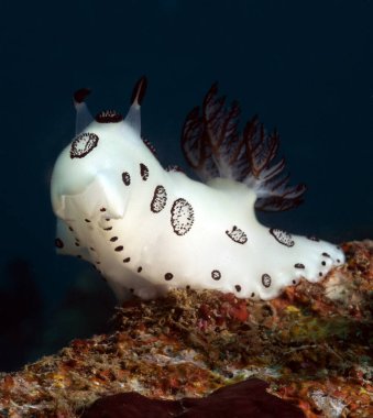Bir Jorunna funebris çıplak dalışı Boracay Adası Filipinleri enkazında sürünüyor.