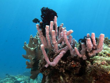 Kallypilidion sp also known as Tube sponges Boracay Island Philippines