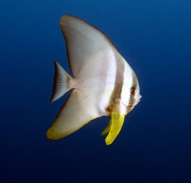 Platax pinnatus Boracay Adası Filipinleri olarak da bilinir.