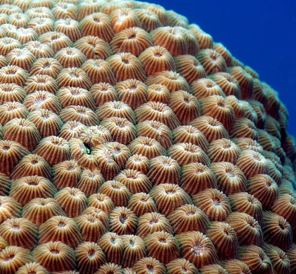 Diploastrea heliopora mercan Boracay Adası Filipinleri 'nin yakın görüntüsü