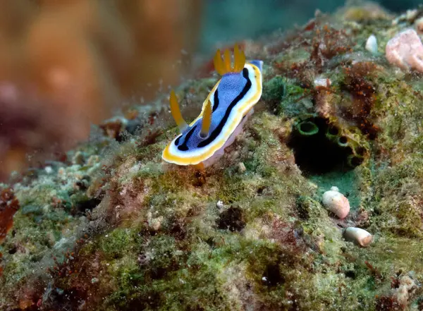 Bir Chromodoris Annae çıplak dalışı Mercanlar üzerinde Boracay Adası Filipinleri