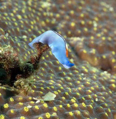 Mercan Boracay Filipinlerinde sürünen Yarış Şeridi Solucanı