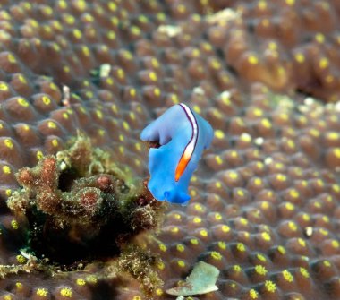 Mercan Boracay Filipinlerinde sürünen Yarış Şeridi Solucanı