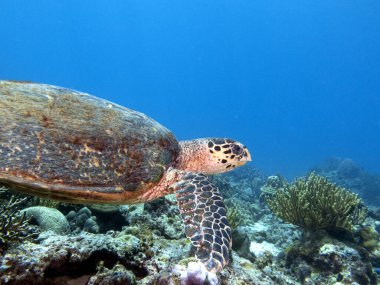 Bir Şahin gagalı kaplumbağa sığ bir Boracay Adası Filipinlerinde yüzüyor.