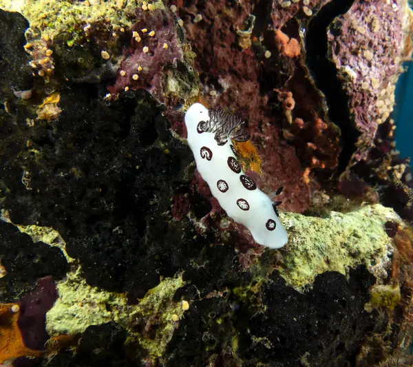 Bir Jorunna funebris çıplak dalışı Boracay Adası Filipinleri enkazında sürünüyor.