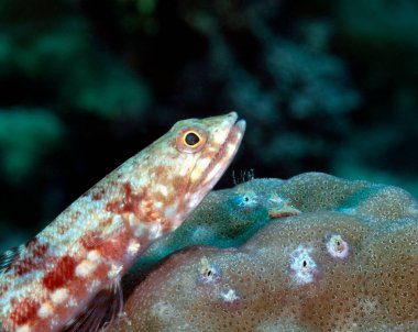 Mercan Boracay Adası Filipinleri 'nde dinlenen bir kertenkele balığının yakından görüntüsü