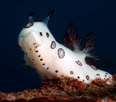 Bir Jorunna funebris çıplak dalışı Boracay Adası Filipinleri enkazında sürünüyor.