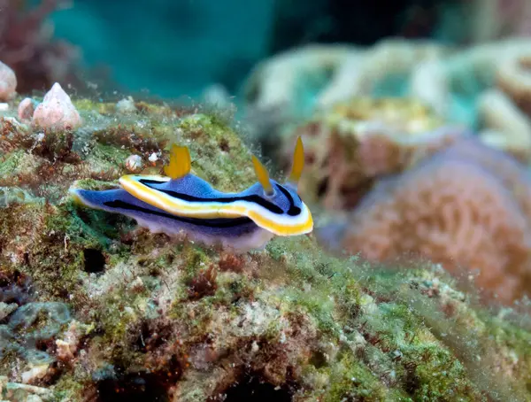 Bir Chromodoris Annae çıplak dalışı Mercanlar üzerinde Boracay Adası Filipinleri