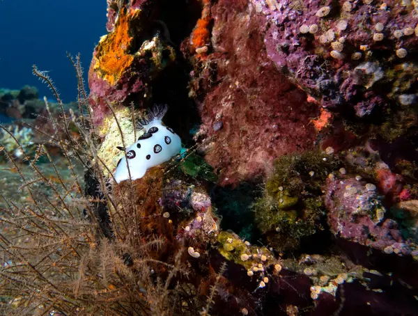 stock image A Jorunna funebris nudibranch crawling on a ship wreck Boracay Island Philippines