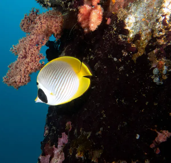 Rakun kelebek balığı Hilal maskeli kelebek balığı Boracay Adası Filipinleri