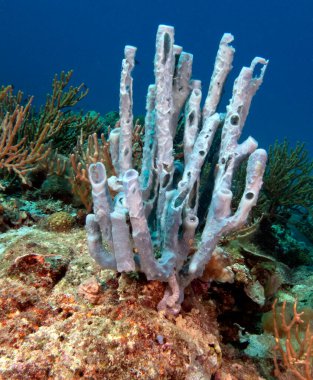 Boracay Adası Filipinleri 'nde bir deniz süngeri.