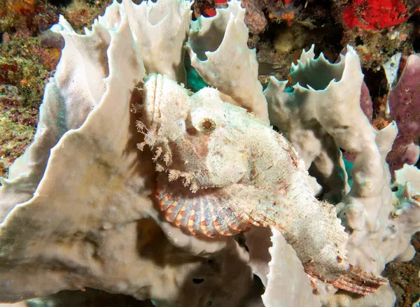 Mercan Boracay Adası Filipinlerinde dinlenen Sakallı Akrep Balığı