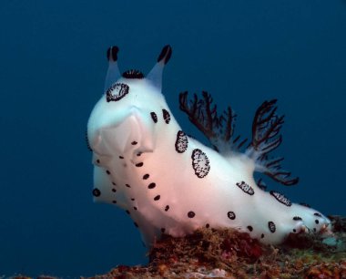 Bir Jorunna funebris çıplak dalışı Boracay Adası Filipinleri enkazında sürünüyor.