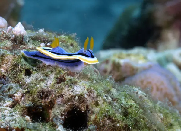 Bir Chromodoris Annae çıplak dalışı Mercanlar üzerinde Boracay Adası Filipinleri