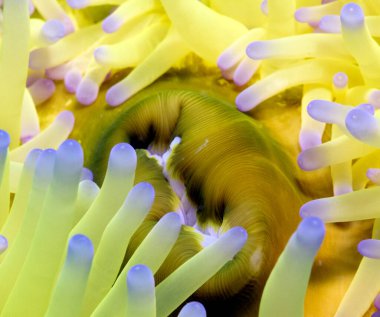 Close up view of the Oral disc on a Heteractis Magnifica anemone Boracay Island Philippines clipart