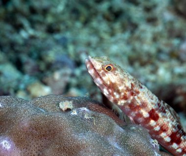 Mercan Boracay Adası Filipinleri 'nde dinlenen bir kertenkele balığının yakından görüntüsü