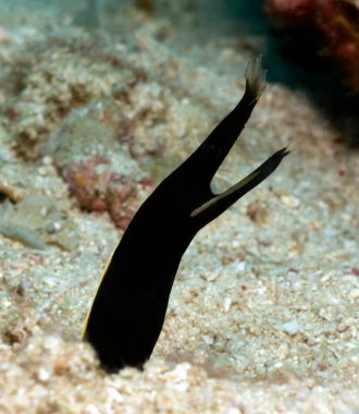 A Ribbon Eel also known as a Leaf-nosed moray Eel Boracay Island Philippines