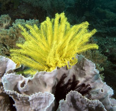 Feather star also known as Oxycomonthus bennetti Boracay Island Philippines