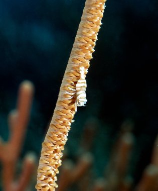 A Whip coral Shrimp on a brown Whip coral Boracay Island Philippines