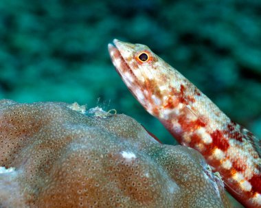 Kertenkele Balığı Boracay Adası Filipinleri 'ne yakın bir görüntü.