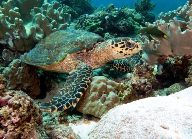 Bir Şahin gagalı kaplumbağa sığ Boracay Adası Filipinlerinde mercan yiyor.