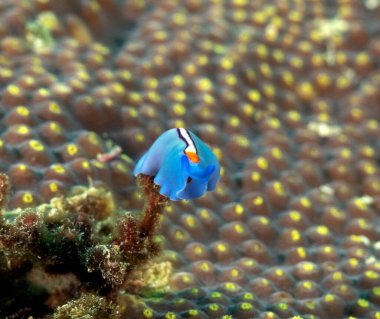 Mercan Boracay Filipinlerinde sürünen Yarış Şeridi Solucanı