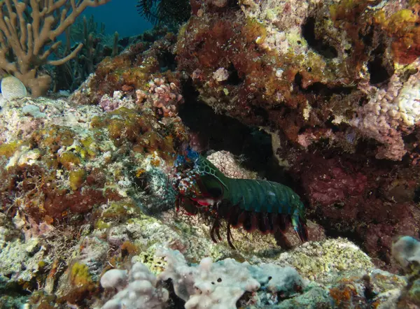 Bir Tavuskuşu peygamber devesi karidesi Kayalıklarda yürüyor Boracay Adası Filipinleri