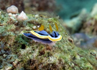 Bir Chromodoris Annae çıplak dalışı Mercanlar üzerinde Boracay Adası Filipinleri