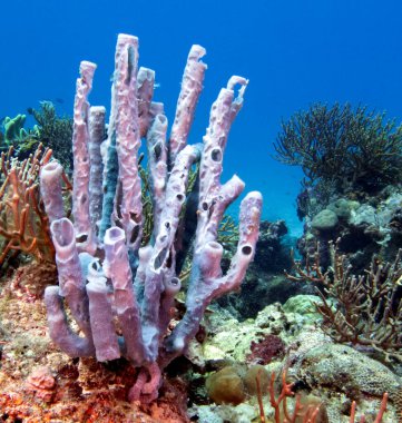 Boracay Adası Filipinleri 'nde bir deniz süngeri.