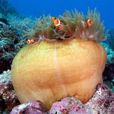 Boracay Adası Filipinlerinde dört sahte palyaço anemonisi