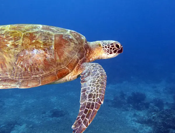 Filipinler 'de Boracay Adası' nda yüzen bir Yeşil Kaplumbağa