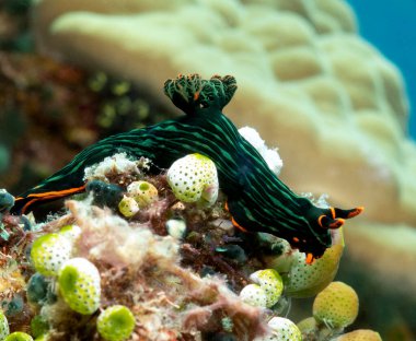 Boracay Adası Filipinlerinde sürünen bir Nembrotha Kubaryana çıplak dalıdır.