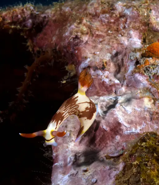 Bir Nembrotha Lineolata çıplak dalışı Boracay Adası Filipinleri enkazında sürünüyor.