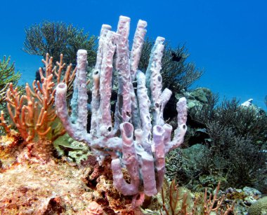 Boracay Adası Filipinleri 'nde bir deniz süngeri.