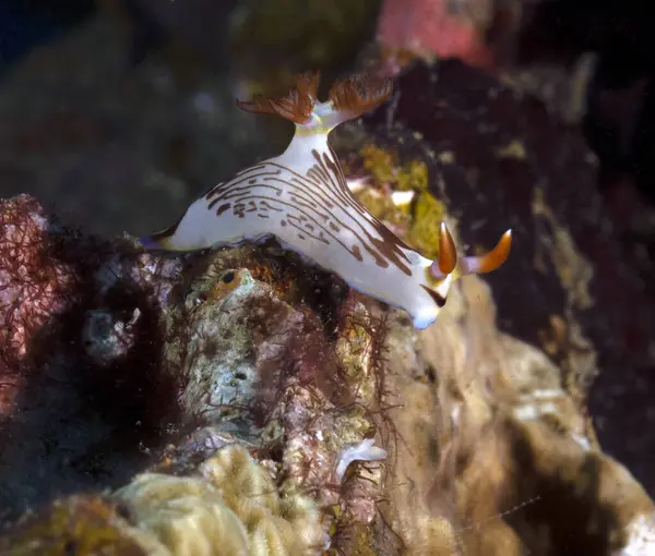 stock image A Nembrotha Lineolata nudibranch crawling on a wreck Boracay Island Philippines