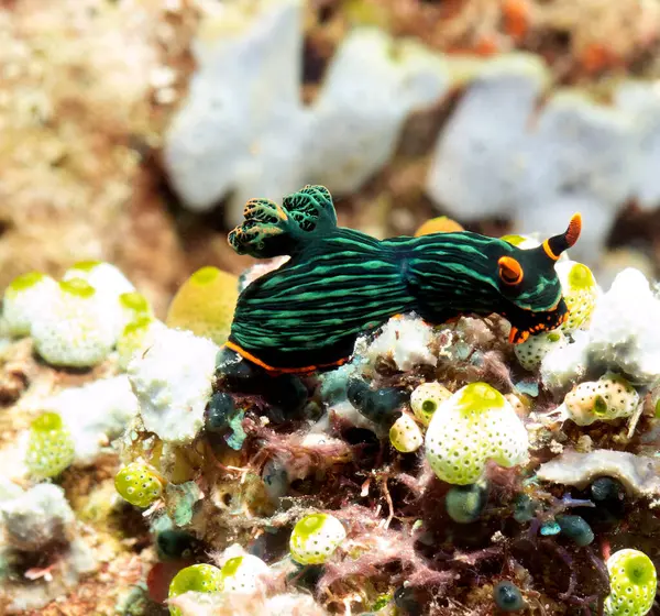 Boracay Adası Filipinlerinde sürünen bir Nembrotha Kubaryana çıplak dalıdır.