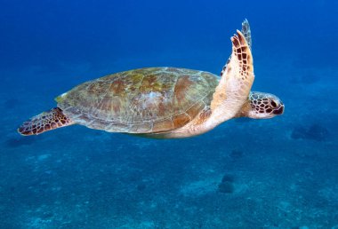 Yüzen bir Yeşil Kaplumbağa Boracay Adası Filipinleri