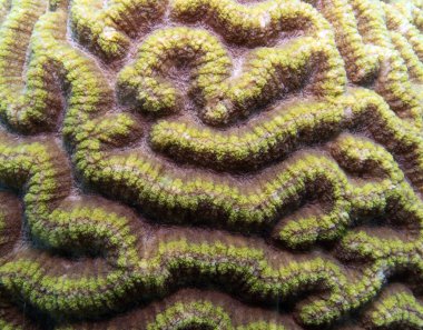 Filipinler 'in Boracay Adası' ndaki sığ bir resifteki Goniastrea favulus mercanının yakın görüntüsü