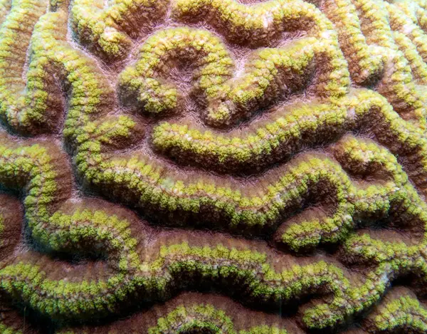 Filipinler 'in Boracay Adası' ndaki sığ bir resifteki Goniastrea favulus mercanının yakın görüntüsü