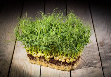 Growing microgreens. Green shoots of peas on a wooden background in rustic style.