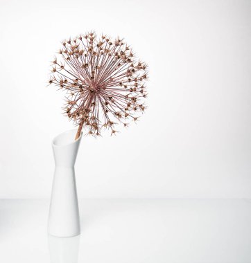 Minimalism, a dry flower of a giant onion in a white vase is reflected in a white mirror table