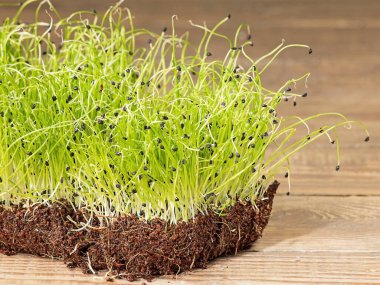 Yeşillik yetiştiriyorum. Yemeye hazır soğan filizleri, yan görüş, ahşap bir arka planda. Kırsal biçim.