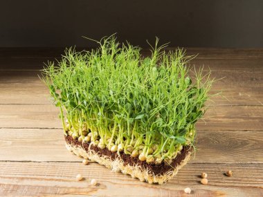 Yeşillik yetiştiriyorum. Bezelye filizleri, yemeye hazır, tahta bir masanın üzerinde. Kırsal biçim.