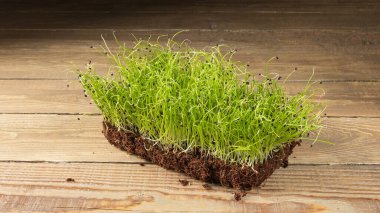 Yeşillik yetiştiriyorum. Yemeye hazır soğan filizleri, yan görüş, ahşap bir arka planda. Kırsal biçim.