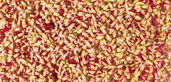 Yeşillik yetiştiriyorum. Mor amaranth genç çekim deseni, üst görünüm, yakın çekim.